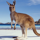 Illustration for article titled Australian Animals That Wont Kill You, Ranked